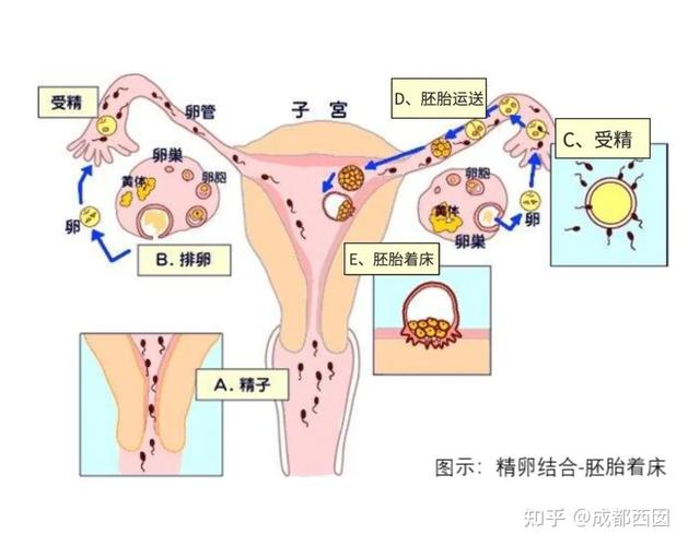 供卵试管代怀违法吗-供卵试管代怀违法吗？法律与道德的边界探讨